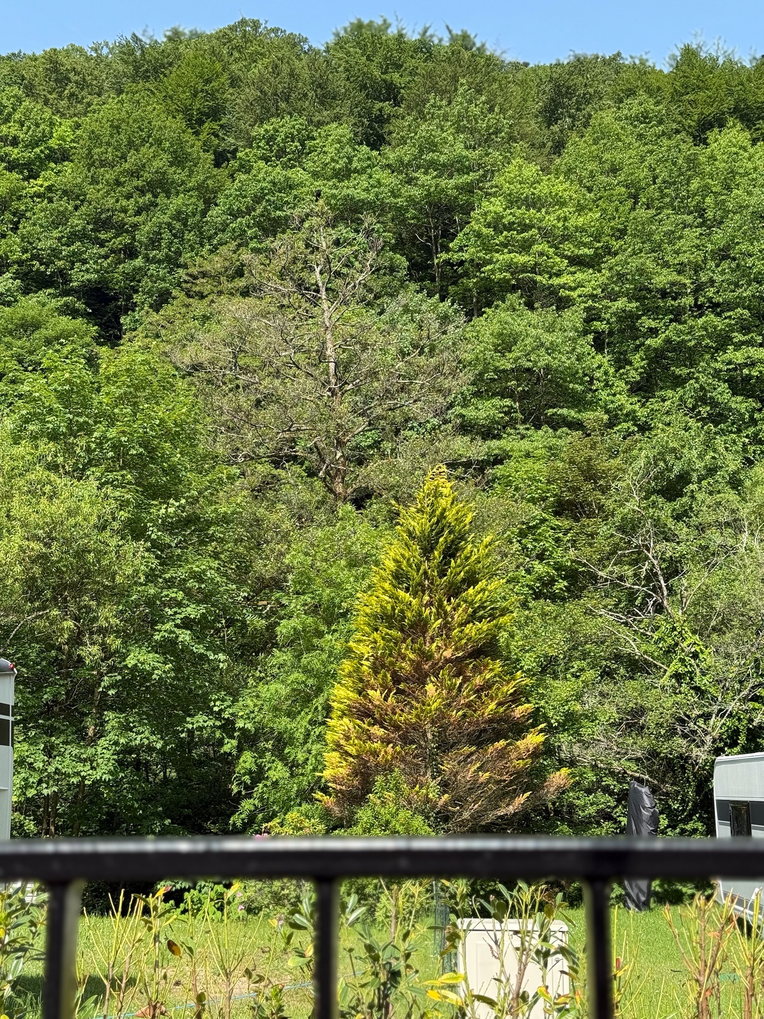 Waldblick von der Terrasse